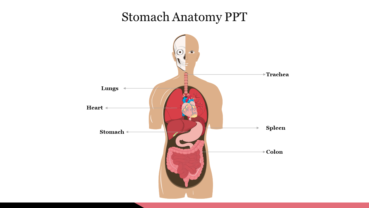 Stomach Anatomy PPT